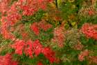 USA, Minnesota, Superior National Forest. Autumn colors in maple tree. Art Print